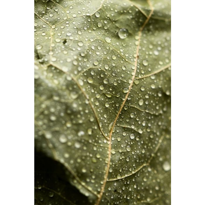 Premium Birkenquast "Vihta"