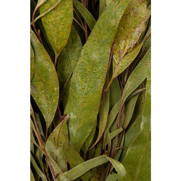 Finnischer Eukalyptus-Quast "Vihta"