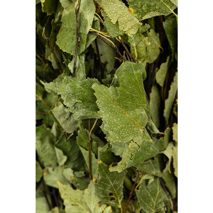Premium Birkenquast "Vihta"
