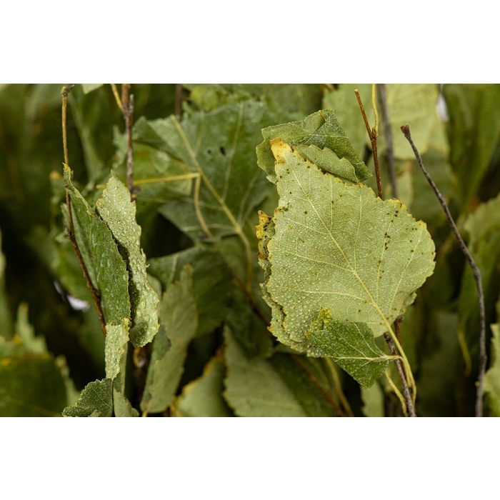 Premium Birkenquast "Vihta"