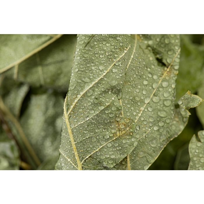Finnischer Eichen-Quast "Vihta"