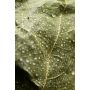 Premium Birkenquast "Vihta"
