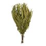 Finnischer Eukalyptus-Quast "Vihta"  aus dichtbelaubten Eukalyptusbäumen