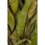 Finnischer Eukalyptus-Quast "Vihta"