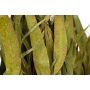 Finnischer Eukalyptus-Quast "Vihta"