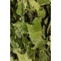 Premium Birkenquast "Vihta"